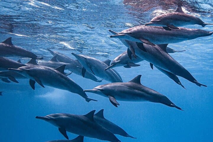 Hurghada Dolphin House: Sataya Reef Snorkeling & Swim with Spinner Dolphins photo 3