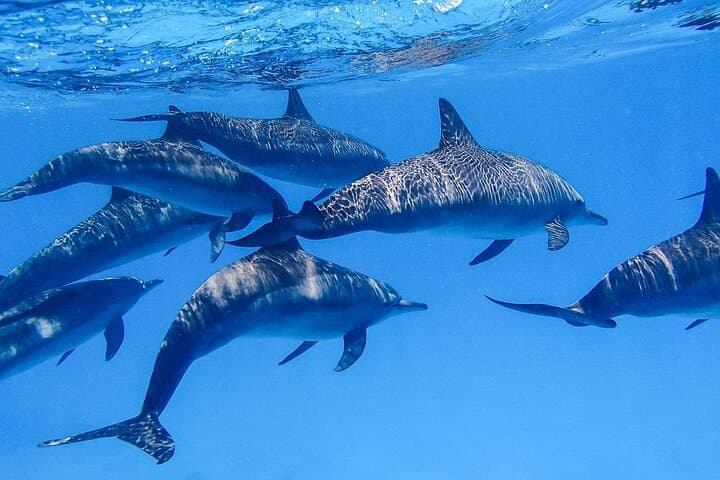 Hurghada Dolphin House: Sataya Reef Snorkeling & Swim with Spinner Dolphins photo 5