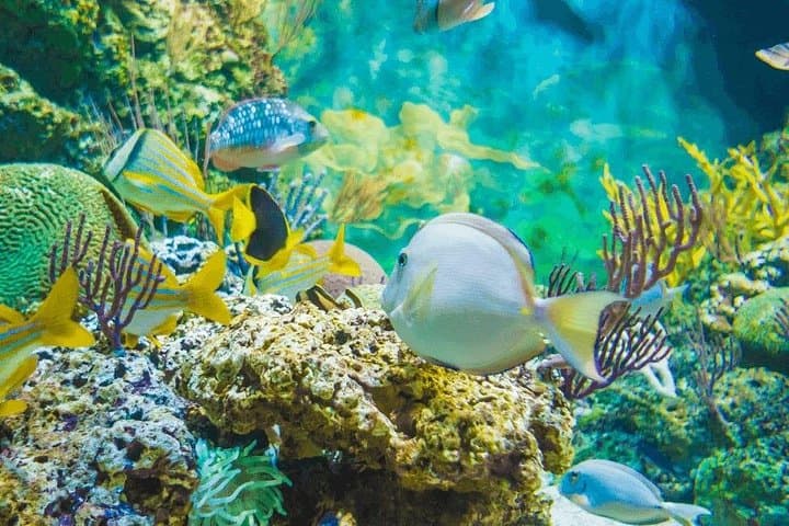 Sharm El Naga Full-Day Snorkeling from Hurghada — Coral Reefs & Sandy Bay photo 4