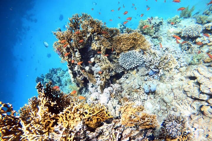 Private 2-Hour Shore Scuba Experience in Aqaba's Red Sea Wrecks photo 2