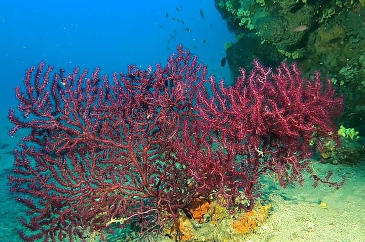 First Scuba Dive in Taranto: Shore-Based Sea Baptism on the Ionian Coast photo 5