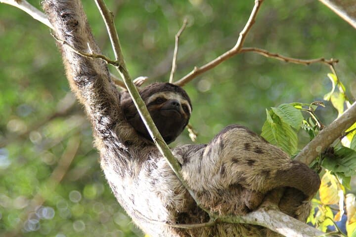 Iquitos Jungle Tour: 3-Day Amazon Adventure from Iquitos photo 4
