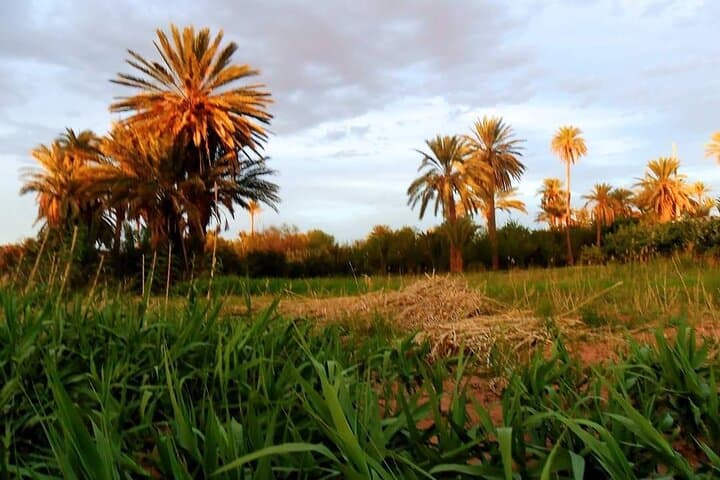 Tiout Oasis & Taroudant Medina Day Tour from Agadir photo 4
