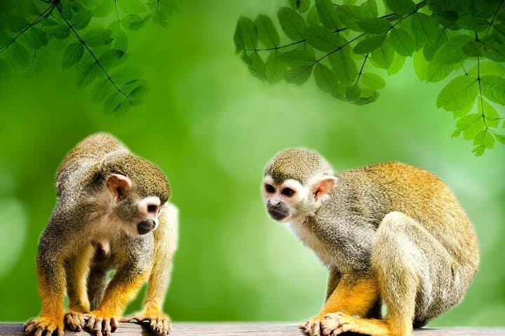 4-Day Iquitos Amazon Adventure: Jungle Lodge, Wildlife & River Tours photo 3