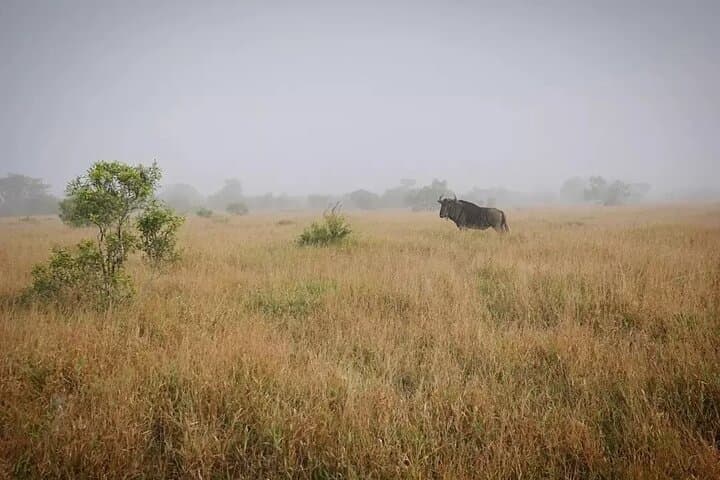 Full-Day Kruger National Park Safari from Hoedspruit: Big Five Open-Vehicle Game Drive photo 1