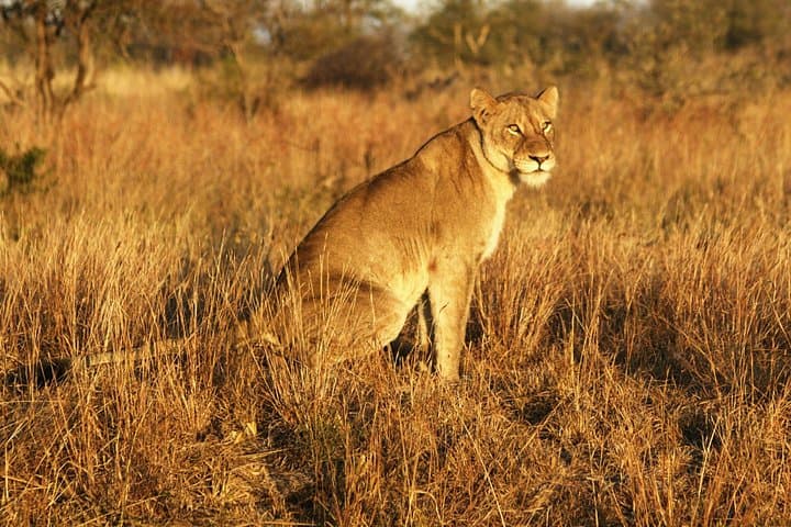 Full-Day Kruger National Park Safari from Hoedspruit: Big Five Open-Vehicle Game Drive photo 2