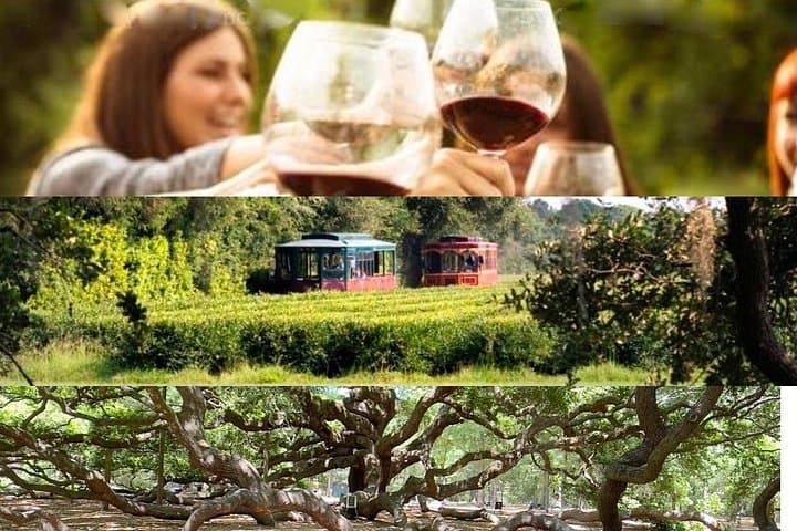 Wadmalaw Day Trip: Angel Oak, Charleston Tea Garden & Deep Water Vineyard photo 1