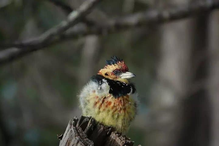 Full-Day Kruger National Park Safari from Hoedspruit: Big Five Open-Vehicle Game Drive photo 3