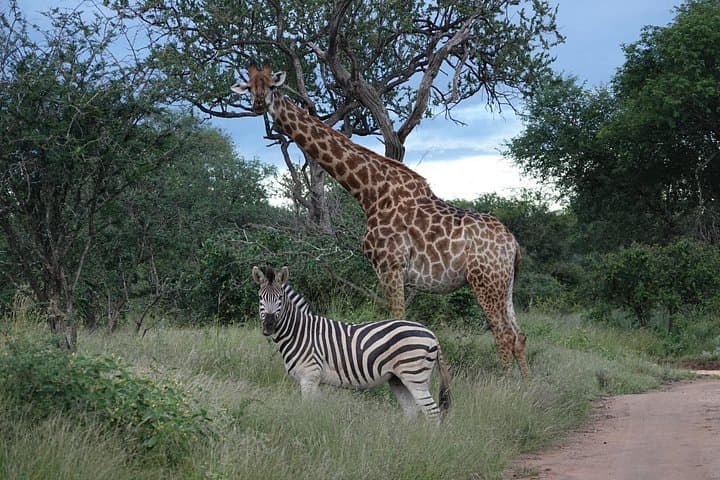 Full-Day Kruger National Park Safari from Hoedspruit: Big Five Open-Vehicle Game Drive photo 4