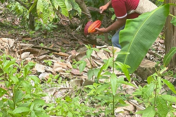 Choco Adventure Tour: Organic Cocoa Farm Experience and Mendiguaca Beach Day from Santa Marta photo 2