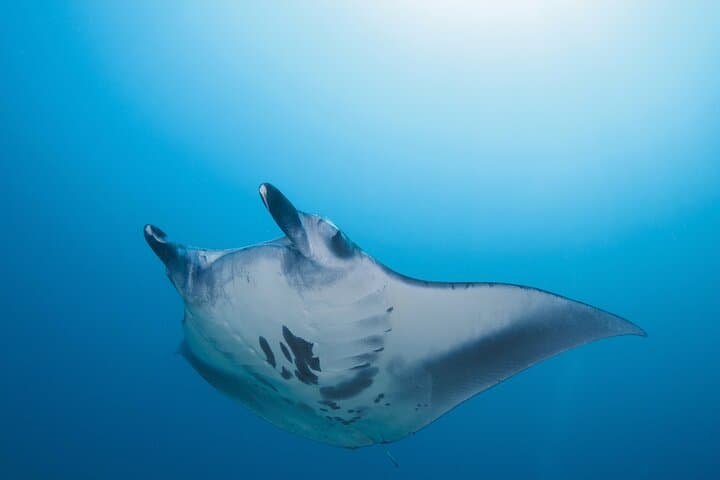 Snorkel with Manta Rays: Nusa Penida 3-Site Day Trip from South Bali