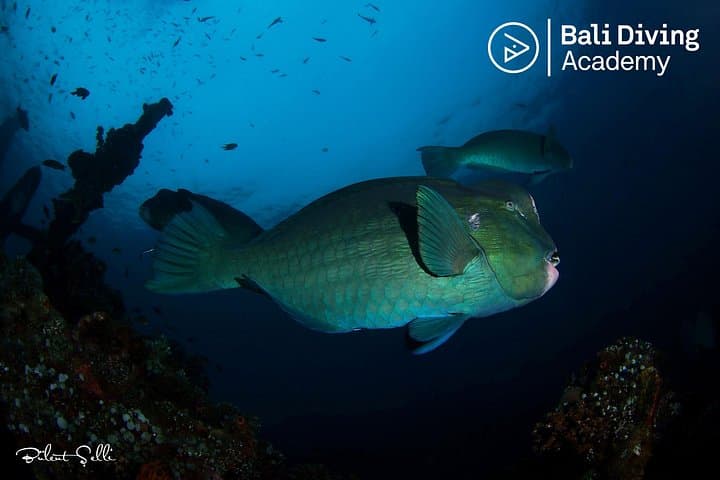 Scuba Diving the USAT Liberty Wreck in Tulamben — 1 or 2 Dives from South Bali photo 4