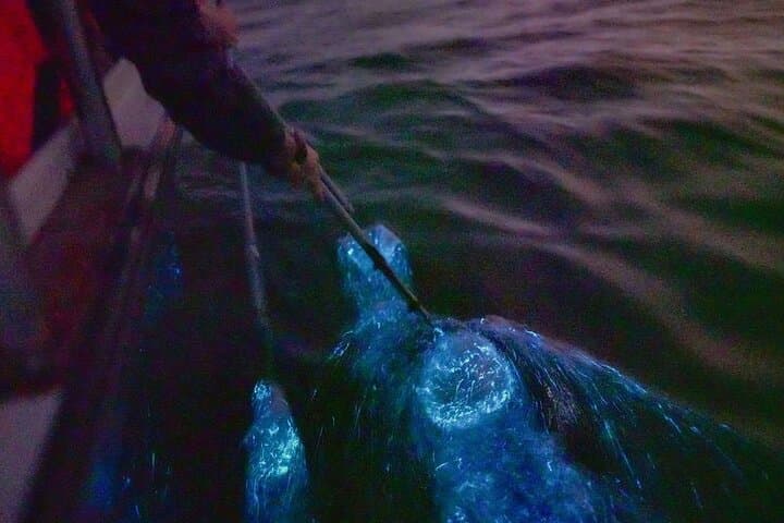 Kuala Selangor Fireflies & Blue Tears Night Boat Tour photo 2