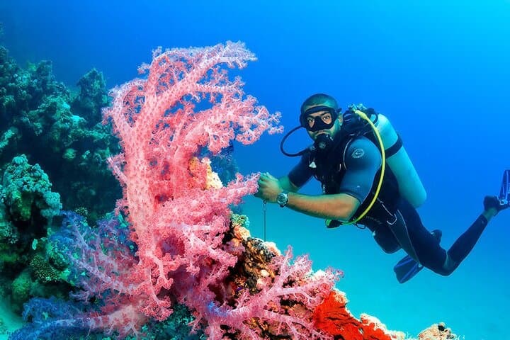 Hurghada Full-Day Diving Tour — Two Reef Dives with Lunch and Hotel Transfer photo 3