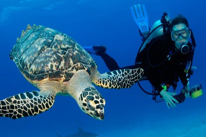Hurghada Full-Day Diving Tour — Two Reef Dives with Lunch and Hotel Transfer photo 4