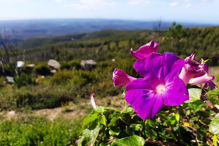 Explore Monchique & Silves: Cork Forests, Foía Views and Historic Silves in One Day photo 3