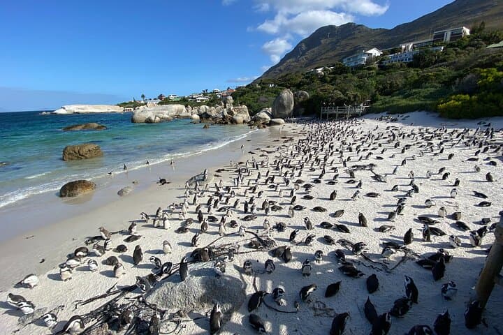 Full-Day Cape Peninsula Tour — Cape Point, Chapman's Peak & Boulders Penguin Colony photo 4