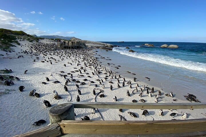 Full-Day Cape Peninsula Tour — Cape Point, Chapman's Peak & Boulders Penguin Colony photo 5
