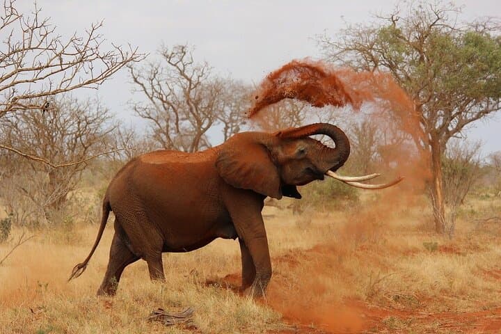 Full-Day Aquila Safari: Big 5 Game Drive from Cape Town