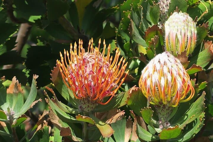 Kirstenbosch & Constantia Wine Tasting: Full-Day Cape Winelands Experience photo 2