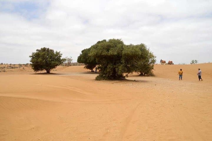 Souss Massa Full-Day Jeep Safari with Berber Lunch and Mini Sahara photo 4
