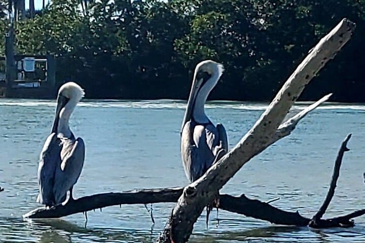 Guided Dolphin Kayak & SUP Eco Tour in Estero Bay (Big Hickory Island) photo 6