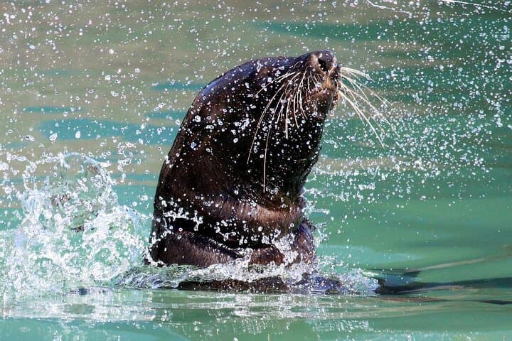 Cape Town Private Tour: Table Mountain, Penguins & Cape Point Day Trip photo 2