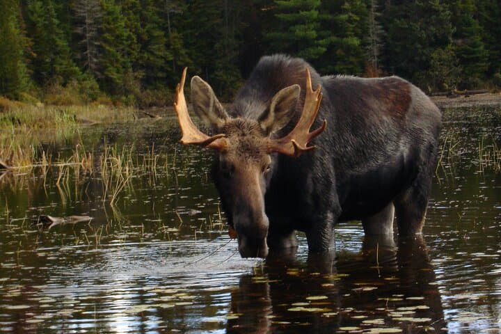 Algonquin Park 4-Day Deluxe Canoe & Backcountry Camping Adventure photo 3