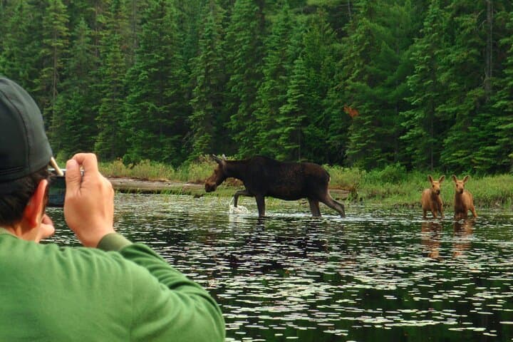 Algonquin Park 4-Day Deluxe Canoe & Backcountry Camping Adventure