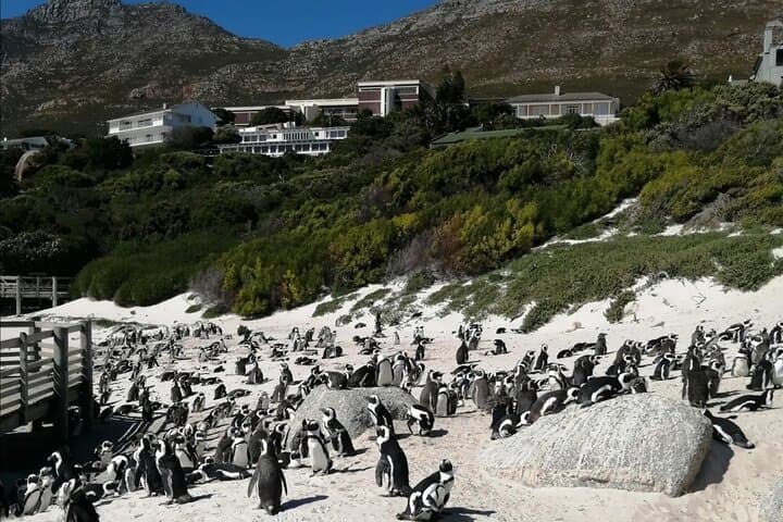 Full-Day Cape Peninsula & Cape Point Tour: Chapman's Peak, Penguins, and Lighthouse Views photo 3