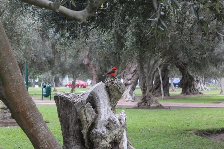 Lima City Biking: Miraflores, San Isidro & Barranco Bike Tour photo 6