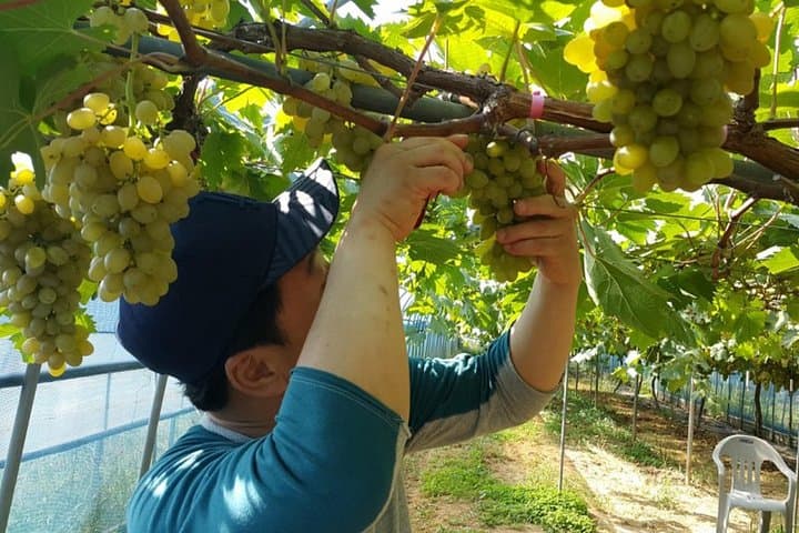 Full-Day Orchard Harvest & Traditional Market Tour from Busan