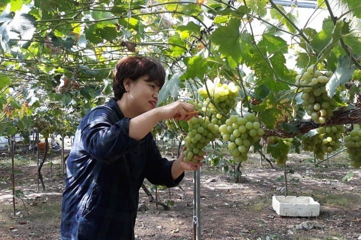 Full-Day Orchard Harvest & Traditional Market Tour from Busan photo 4
