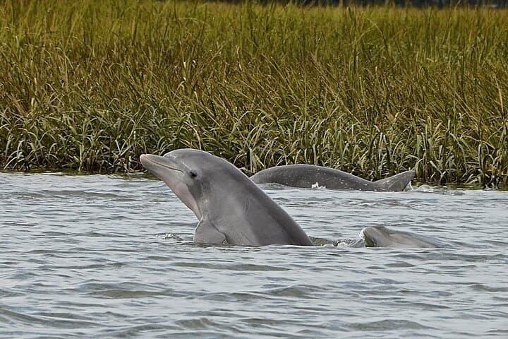 Hilton Head 90-Minute Sunset Dolphin Cruise — Lowcountry Dolphin & Marsh Tour photo 5