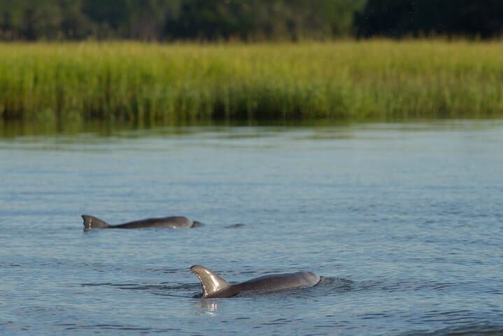 Hilton Head 90-Minute Sunset Dolphin Cruise — Lowcountry Dolphin & Marsh Tour photo 2