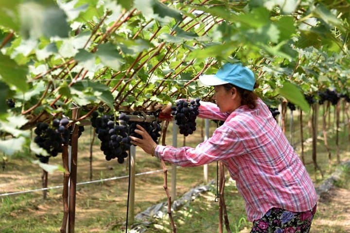 Full-Day Orchard Harvest & Traditional Market Tour from Busan photo 5