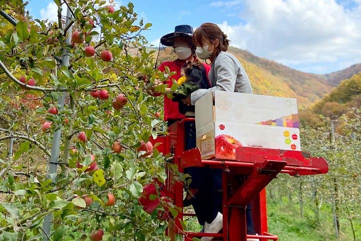 Full-Day Orchard Harvest & Traditional Market Tour from Busan photo 6