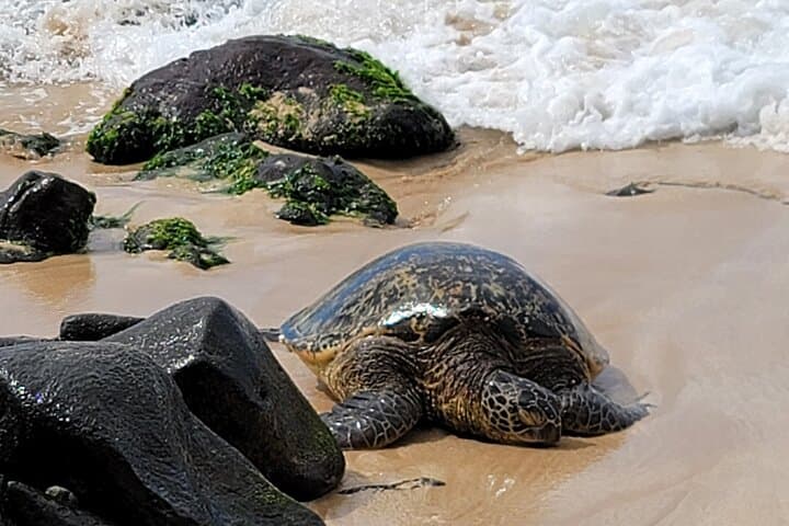 Private Oahu Island Tour: Full-Day Guided Drive Around Oahu