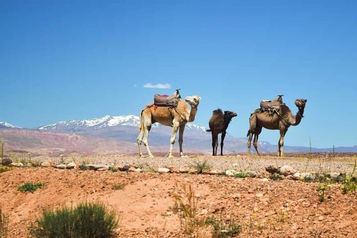Marrakech to Zagora 2-Day Desert Tour: Camel Trek & Luxury Berber Camp photo 4