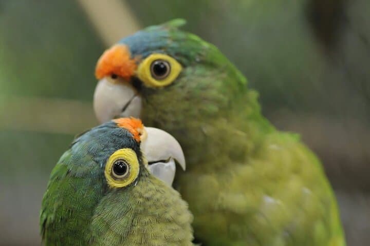 Private Natuwa Wildlife Rescue Tour — Puntarenas Guided Sanctuary Visit photo 4