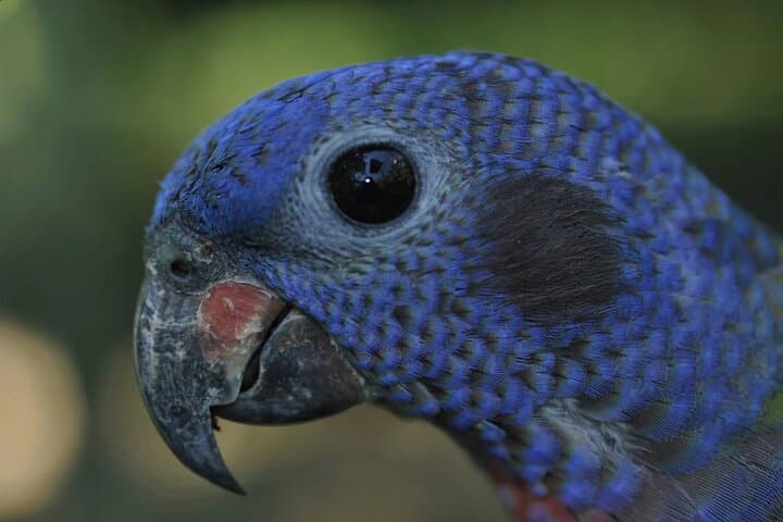 Private Natuwa Wildlife Rescue Tour — Puntarenas Guided Sanctuary Visit photo 5