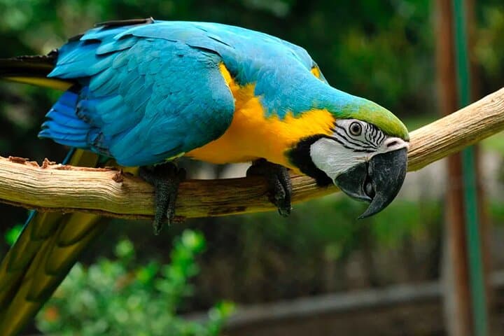 Private Natuwa Wildlife Rescue Tour — Puntarenas Guided Sanctuary Visit photo 6