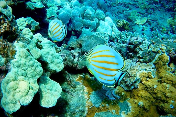 Shore Snorkel with a Marine Biologist at Turtle Town, Olowalu — Maui Guided Tour photo 2