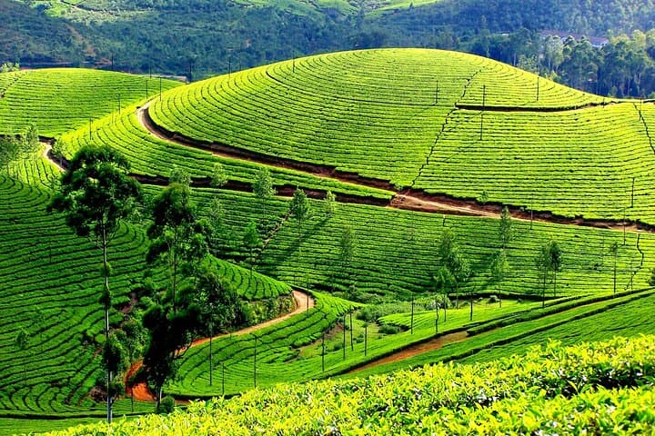 Kerala 6-Day Highlights: Munnar, Thekkady & Backwater Houseboat photo 4
