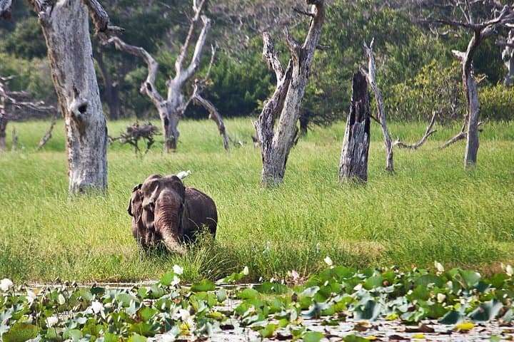 Yala National Park Jeep Safari: Leopard Encounters & Elephants in Sri Lanka