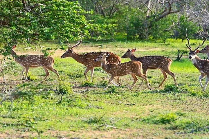 Yala National Park Jeep Safari: Leopard Encounters & Elephants in Sri Lanka photo 4