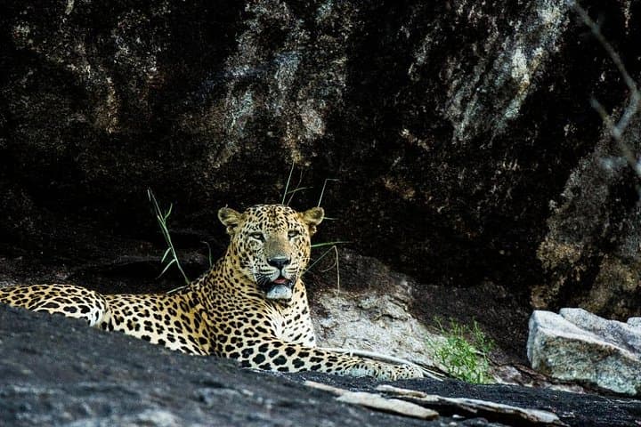 Yala National Park Jeep Safari: Leopard Encounters & Elephants in Sri Lanka photo 6