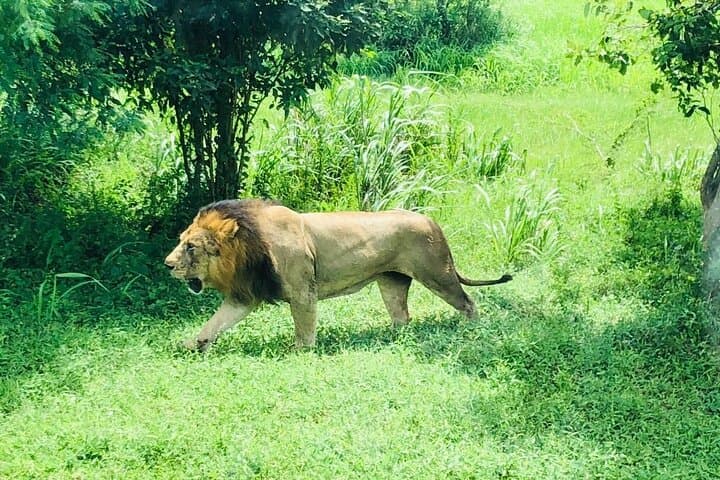 Ridiyagama Safari Park Day Trip from Colombo: Jeep Safari, Elephants & Lions photo 1