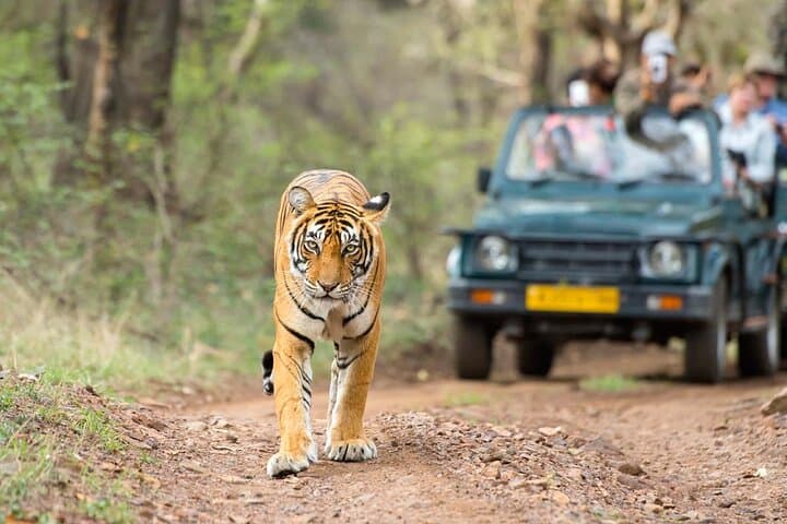 Rajasthan Road Trip: 4-Day Ranthambore, Jodhpur & Udaipur Tour from Jaipur photo 1