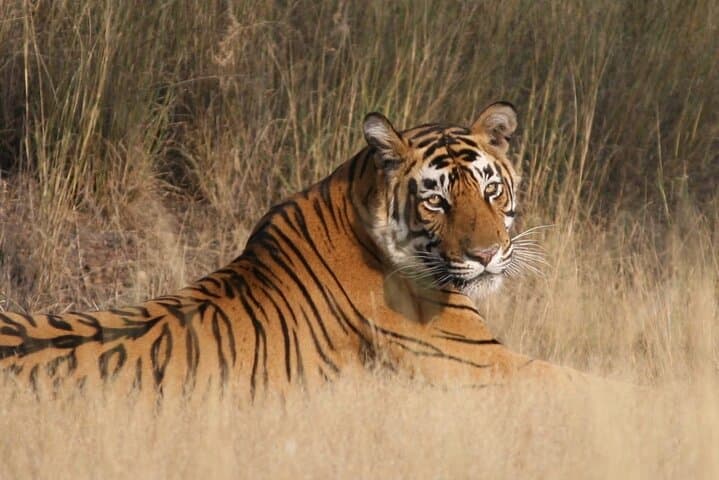 4-Day Jaipur, Ranthambore & Agra Tour: Tiger Safari, Taj Mahal & Forts photo 3